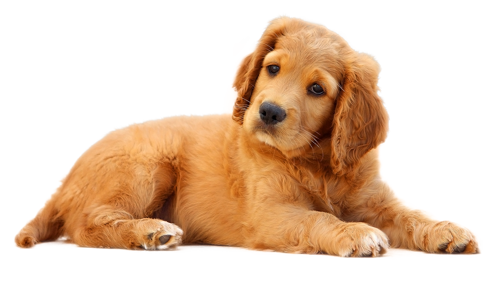 PNG of puppy