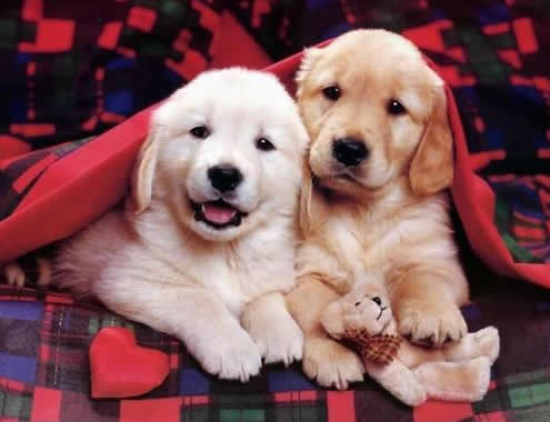 JPG of puppies