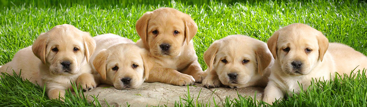 puppies