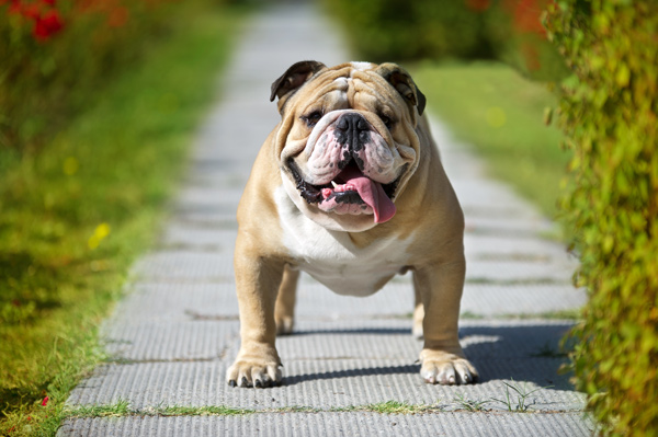 bulldog