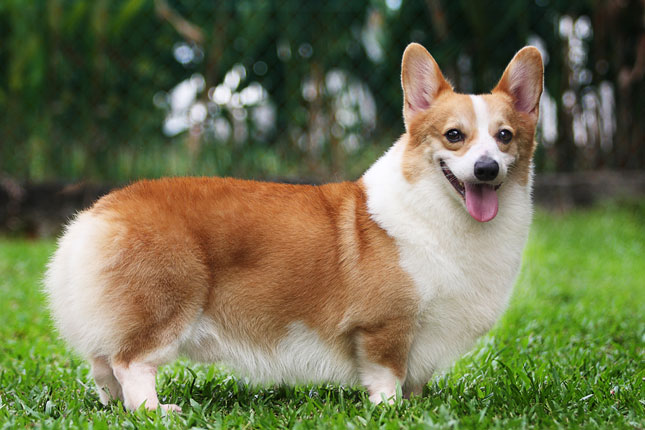 Corgi