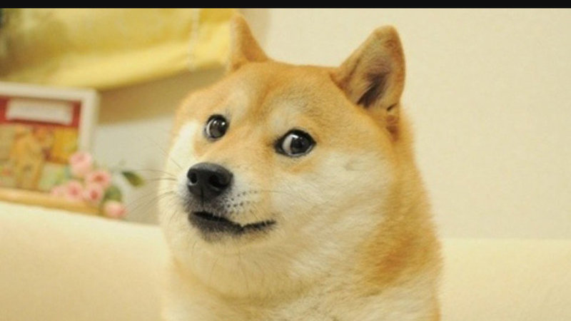 doge